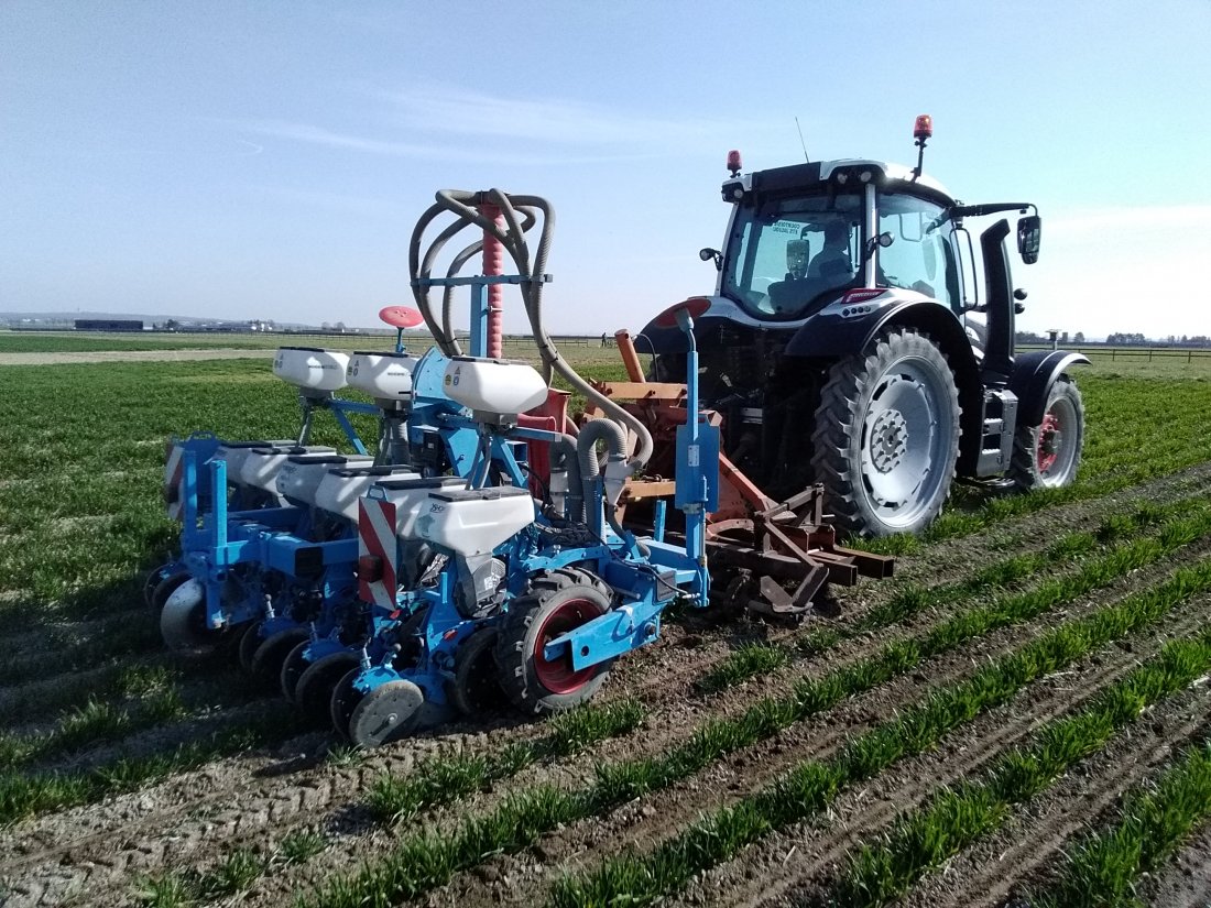 Le « relay cropping » consiste à semer une culture de printemps en relais dans une culture d’hiver déjà en place.